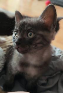 Kitten weiblich ab Oktober 23 abgabebereit