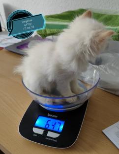 2 super süße Kätzchen /Katerchen BLH /Maine Coon
