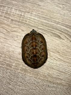 3 Kleine Dreikielschildkröten
