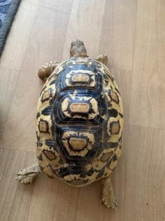 Pantherschildkröte