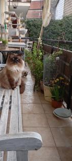Heilige Birma Kitten lilac weiblich