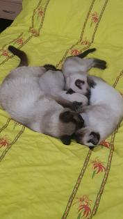 2 Siam Seal Point Mänchen zu Verkaufen