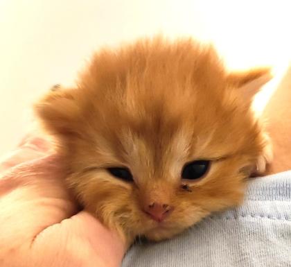 BKH und BLH Kitten suchen liebevolles Zuhause
