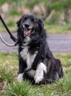 Familienhund Orlando - lieb sozial