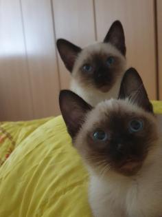 2 Siam Seal Point Mänchen zu Verkaufen