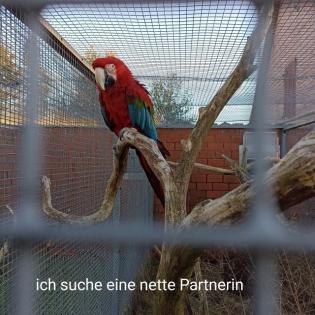 Gebe ab oder suche Ara