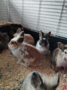 Reinrassige löwenkopfkaninchen Babys