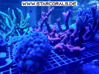 Korallen eigene Nachzucht SPS LPS zu verkaufen