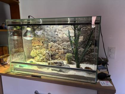 2 Fächerfinger Geckos