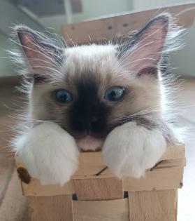 Flauschige Ragdoll Kitten point blue sea mitted traditionelll