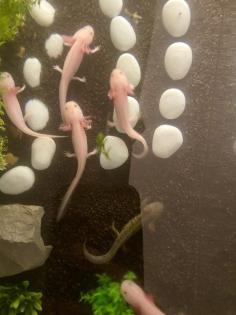 Axolotl Nachzucht in liebevolle Hände abzugeben