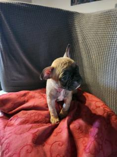 Französische Bulldoggen Baby s