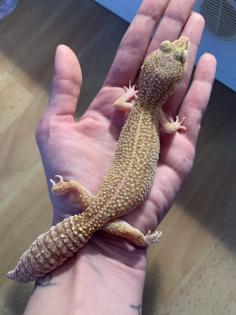0. 1 Aptor Handycap Leopardgecko sucht liebevolles Zuhause Nz 18