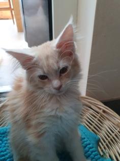 Liebevolle Maine coon mit Stammbaum