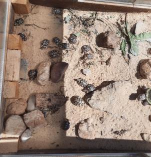 Breitrandschildkröte