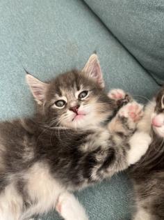 Norwegische Waldkatze reinrassige Mädchen suchen ein liebevolles zu Hause
