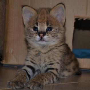 Karakal- und Serval-Kätzchen