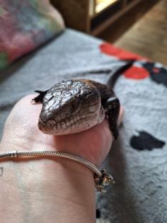 Blauzungenskink ohne Terrarium