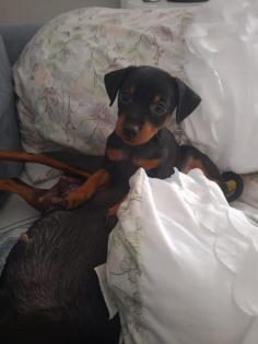 Zwei Zwergpinscher-Rüden suchen ein liebevolles Zuhause