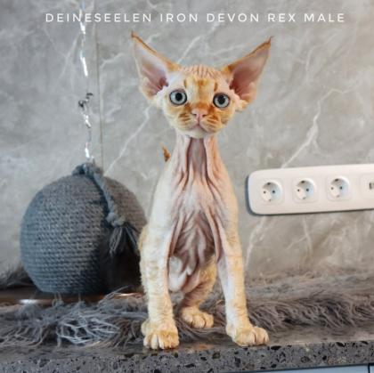 Reinrassige Devon Rex kitten