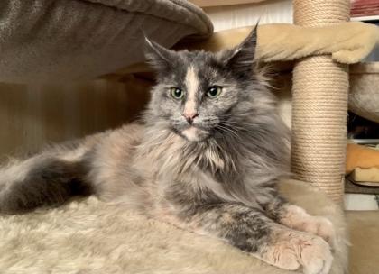 Norwegische Waldkatze reinrassige Mädchen suchen ein liebevolles zu Hause