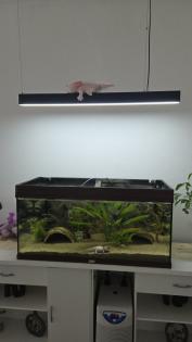 2 Harlekin Axolotl komplett mit Aquarium und Zubehör