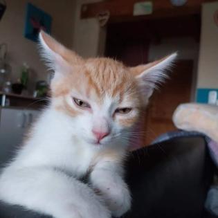 EKH Jungkatzen Ich suche ein liebevolles Zuhause für meine zwei super süßen verschmusten Katzen.