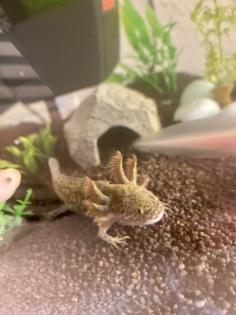 Axolotl Nachzucht in liebevolle Hände abzugeben