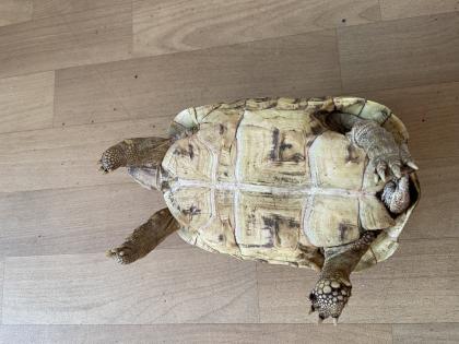 Pantherschildkröte