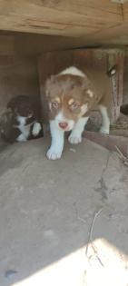 Australian Shepherds