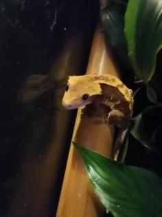 Kronengecko inkl. Terrarium