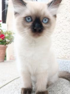 Flauschige Ragdoll Kitten point blue sea mitted traditionelll