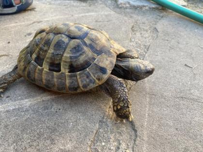 Verkaufe 2 griechische Landschildkröten männlich