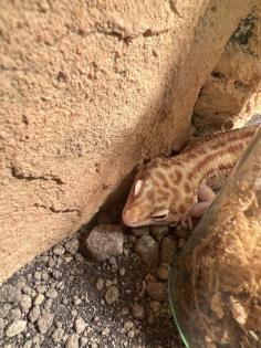 Leopardgeckos 2 Stück