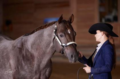 American Quarter Horse Deckhengst