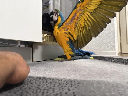 Gelbbrustara 10 Woche alt
