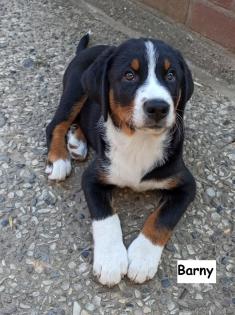 Appenzeller Sennenhund Welpen