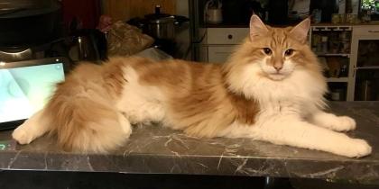 Norwegische Waldkatze- reinrassig möchten bald umziehen