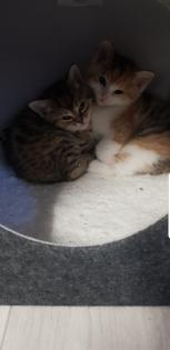 Bkh Kitten 2 Glückskatzen 3 farbig