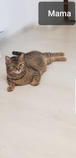 Bkh Kitten 2 Glückskatzen 3 farbig