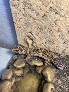 Leopardgeckos 2 Stück