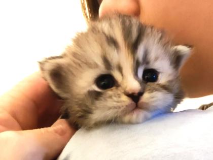 BKH und BLH Kitten suchen liebevolles Zuhause