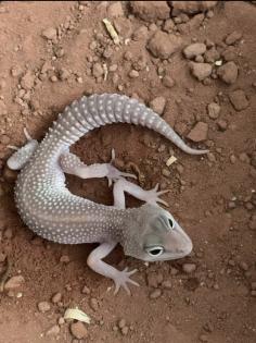 0. 1 Blizzard Het Diablo Blanco Leopardgecko Weibchen Enz 22/ Übergabe Houten oder Hamm möglich