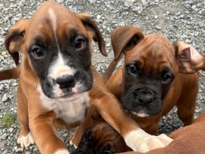Boxerwelpen aus Hobbyzucht m. Papieren u. EU- Heimtierausweis. T W 0178 7499770
