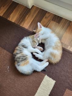 2 Katzen dringend abzugeben