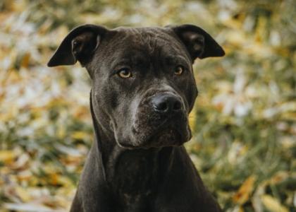 Ganz tolle Familienhündin American Bully -Mix