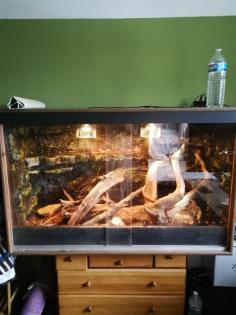 ZU VERSCHENKEN 3 Kornnattern mit Terrarium und 45 TK Mäusen