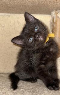 Siam Mix Kitten / Babykatze