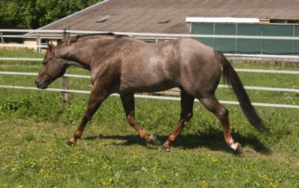 American Quarter Horse Deckhengst