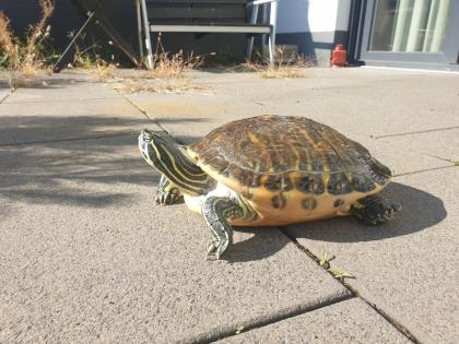 Schmuckschildkröte Wasserschildkröte